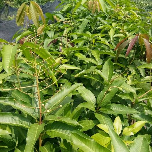 普宁市金煌芒果苗 四季芒果杯苗