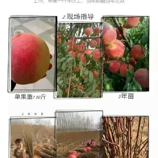 平邑县映霜红桃苗  大量出售各种桃苗欢迎前来考察合作共赢