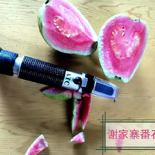 南宁西瓜芭乐  红心芭乐基地直供