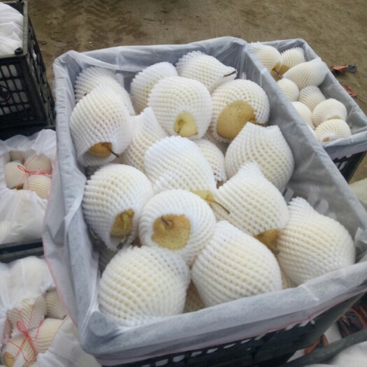 晋州市鸭梨 300-350g 70mm以上