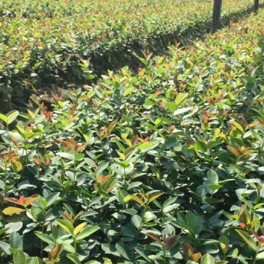 分宜县长林系列油茶 嫁接油茶苗 茶子苗 茶树苗
