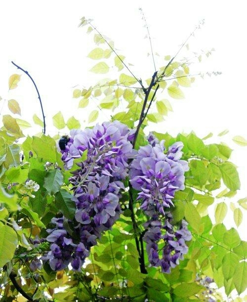 平邑县 紫藤花苗二年苗粗度一公分高度一米五当年开花，包邮