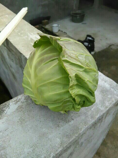 嘉鱼县包菜 1.0~1.5斤