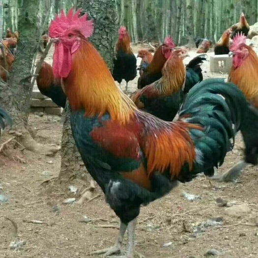南宁血毛土鸡苗 