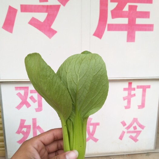 曹县上海青 山东省菏泽市曹县 10~15cm
