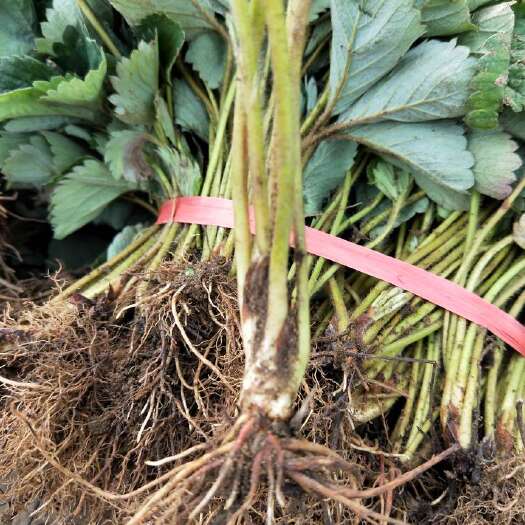 泰安甜查理草莓苗 地栽苗 10~20公分