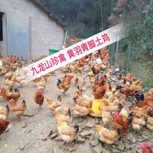 隆回县黄羽青脚土鸡苗