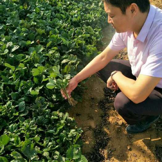 泰安法兰地草莓苗 地栽苗 20~30公分