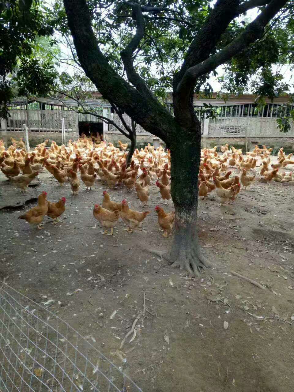 胡须鸡 母 3-4斤 