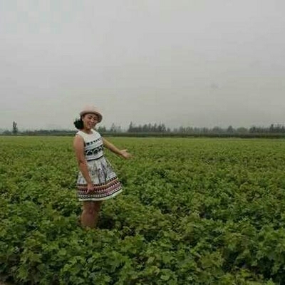 灵山县美人指葡萄苗