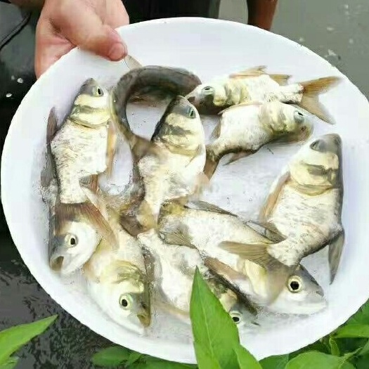 四会市 大头鱼苗