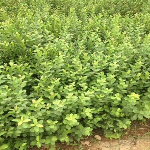 绛县钙果苗 0.5~1米 