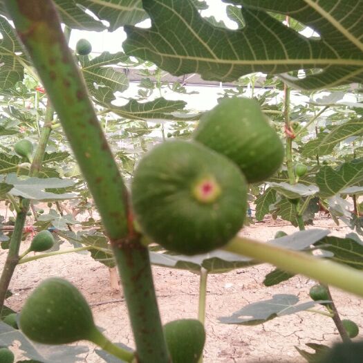 泰安布兰瑞克苗 波姬红无花果 瑞奥粉无花果 布蓝瑞克无花果