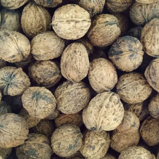 丽江泡核桃 