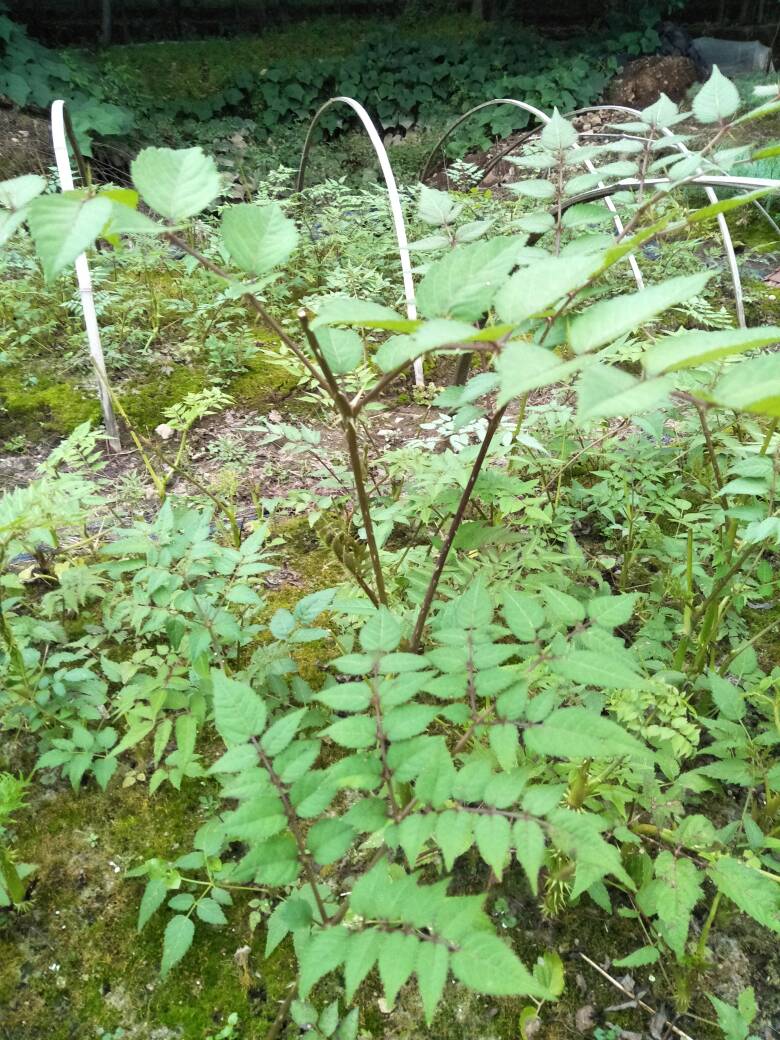 刺老芽 散装 露天 鲜货  刺老芽苗