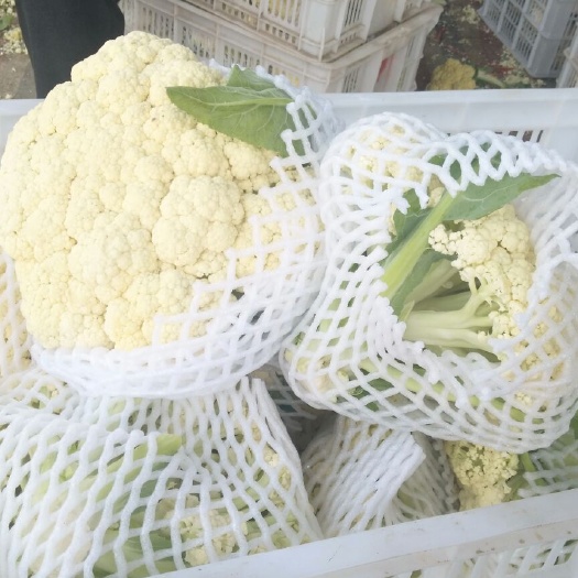 沛县白花菜花 适中 江苏省徐州市沛县 2~3斤