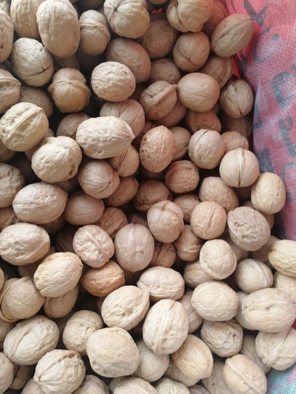  新疆核桃  阿克苏薄皮核桃