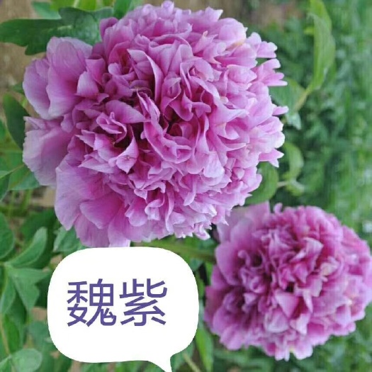 菏泽霓虹焕彩 2cm以下 4cm以下 0.5米以下 