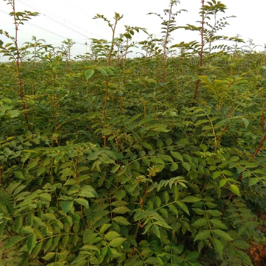泰安花椒苗