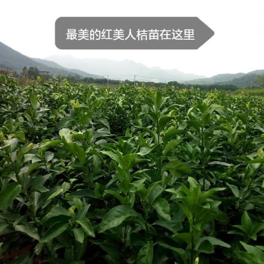 象山县爱媛28号柑桔苗  红美人（爱媛28号）批发价供货 原产地品