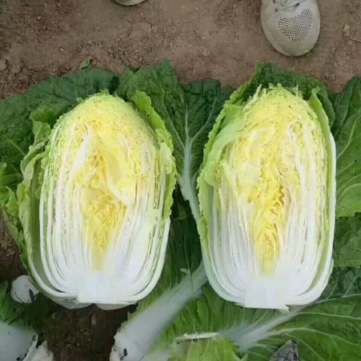 凌海市黄心大白菜 净菜