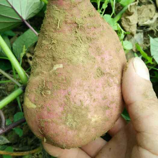 龙薯13号红薯 诚信做人