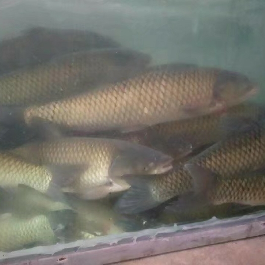 浦北县 官垌生态草鱼