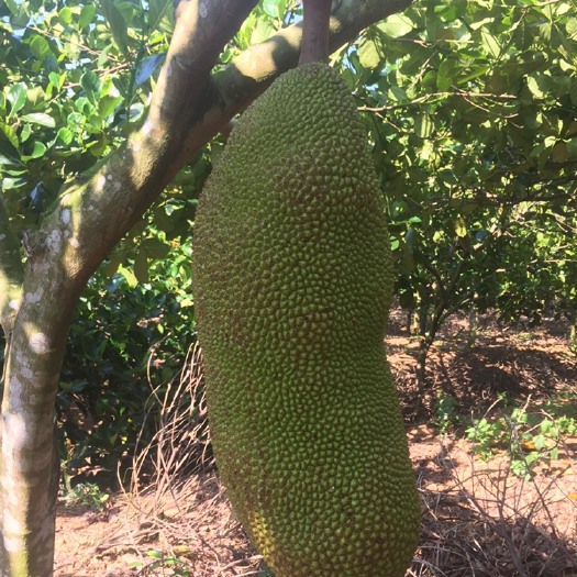 三亚菠萝蜜  马来1号 15斤以上