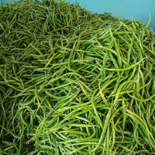 大荔县 大荔鲜辣椒二荆条线椒棍棍