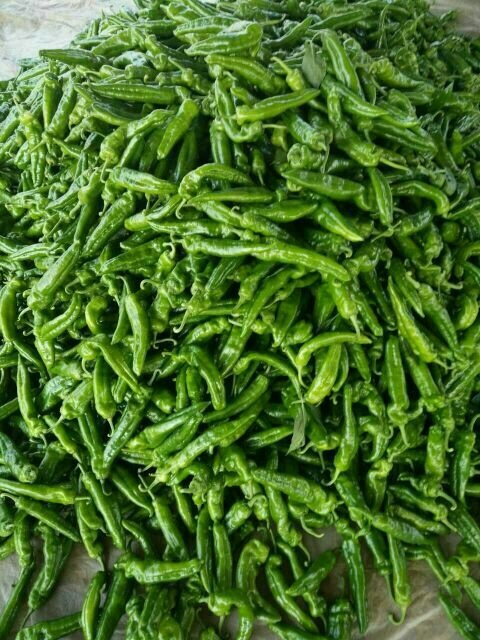 夏邑县薄皮椒  大青椒大量上市中