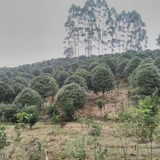 桂林金桂