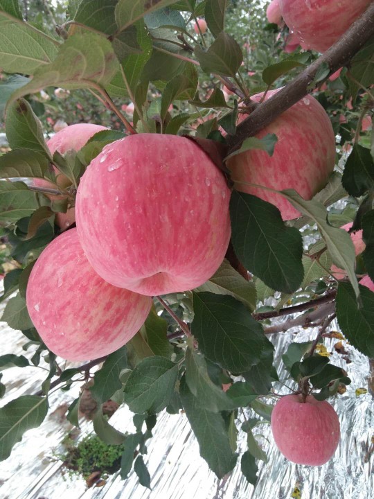 红富士苹果 75mm以上 条红 纸袋