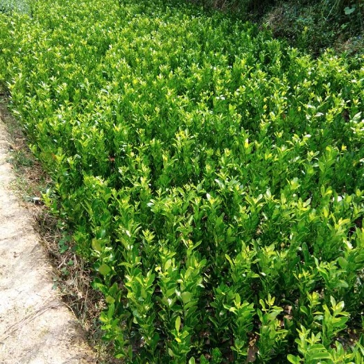 宣汉县纽荷尔脐橙苗 嫁接苗 0.5~1米