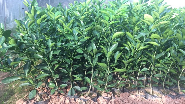 信丰县纽荷尔脐橙苗 脱毒苗，无杂苗，近十年育苗经验，可放心购买种植