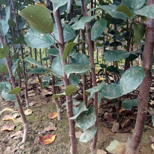 泰安红肉苹果树苗 嫁接苗，品种纯