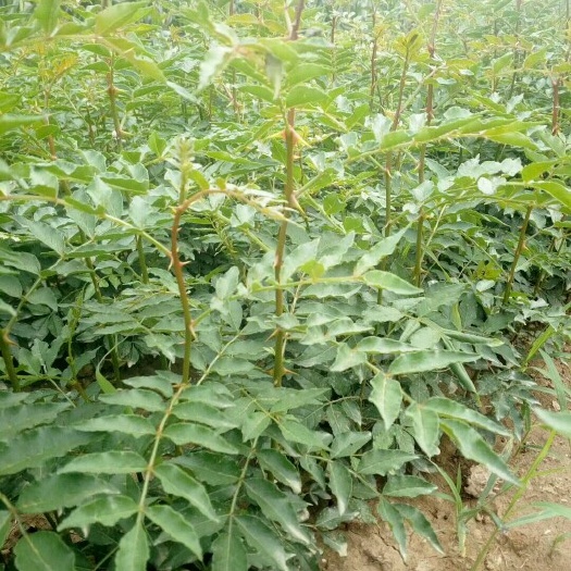 运城大红袍花椒苗   花椒苗，花椒苗销售，花椒苗价格，山西花椒苗