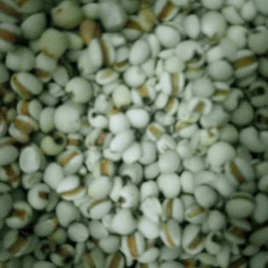 厦门一级薏仁米