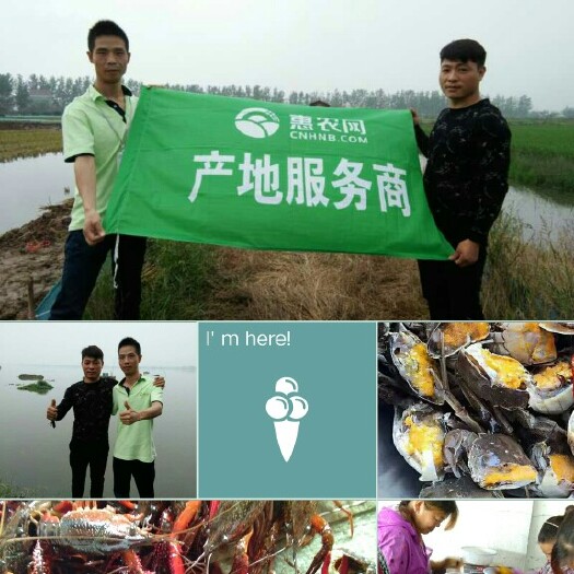 监利市小龙虾  特青大青6钱半以上不丰顶