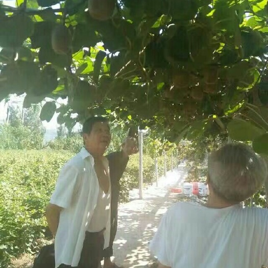 泰安红阳猕猴桃苗 猕猴桃，易成活，量大优惠
