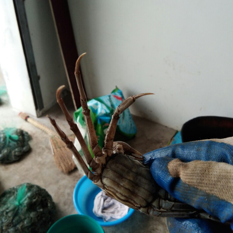 生态大闸蟹 香辣蟹 老头蟹 批发零售