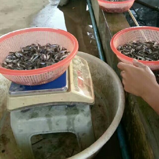 惠东县叉尾鮰鱼苗