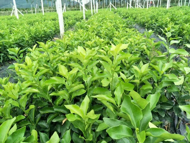 江永县砂糖橘苗 嫁接苗 0.35~0.5米