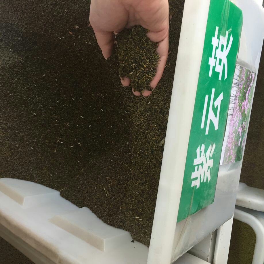 墨西哥玉米草