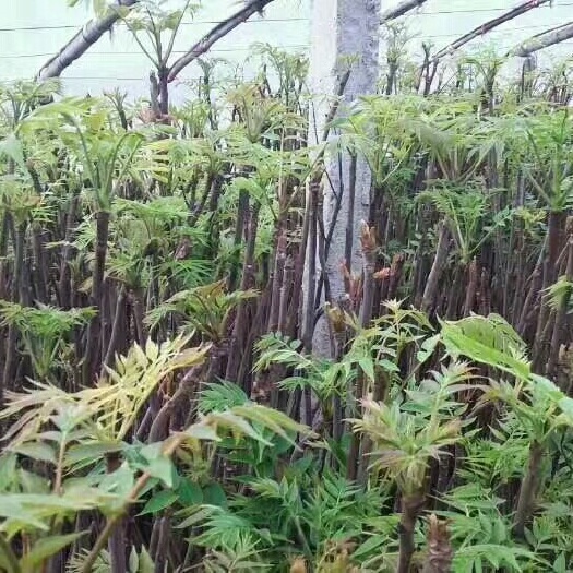 泰安红油香椿苗  1公分 包成活