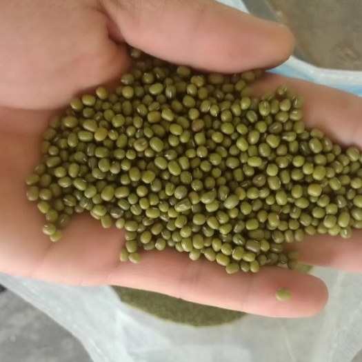 赤峰绿豆芽豆