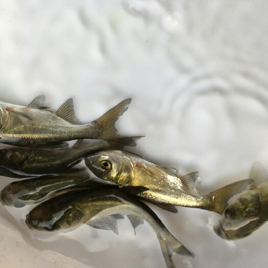 鹤山市 大头鱼苗 雄鱼苗 胖头鱼 花鲢鱼苗 黑鲢鱼苗 四大家鱼苗