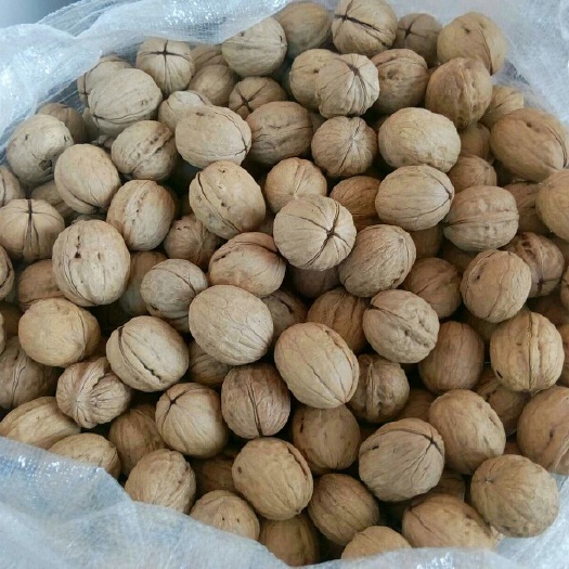 济南香玲核桃