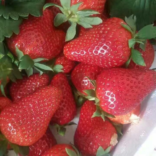 泰安草莓苗基地大量批发优质草莓苗 现挖现卖甜查理草莓苗