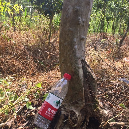 连城县红花紫薇 