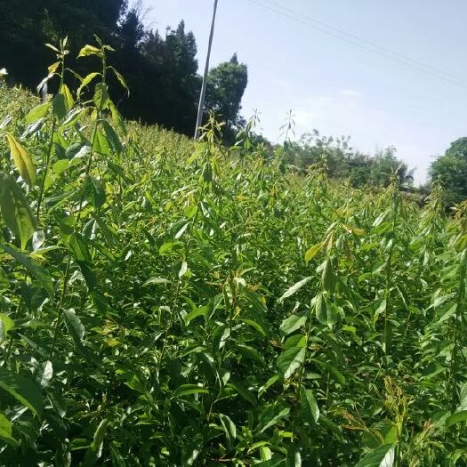 简阳市蜂糖李树苗